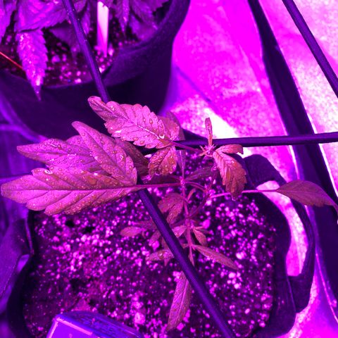 Pete’s Dragon growlog timeline photo