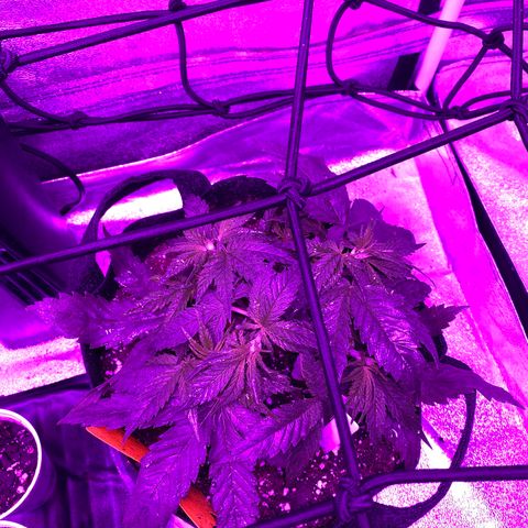 Pete’s Dragon growlog timeline photo