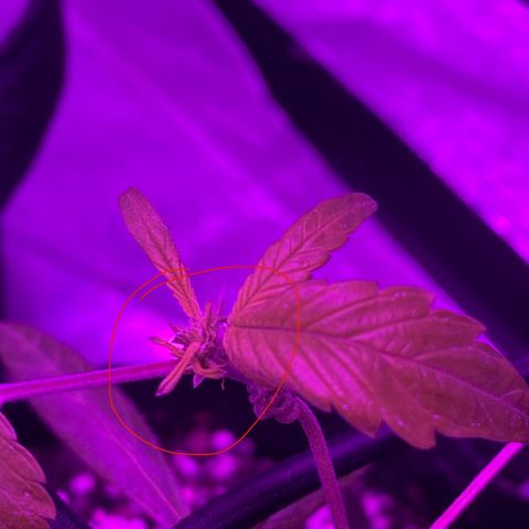Pete’s Dragon growlog timeline photo