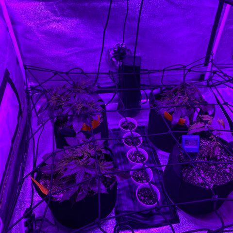 Pete’s Dragon growlog timeline photo