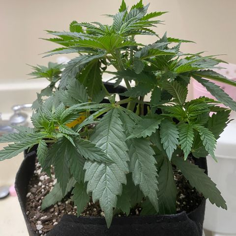 Lemon Haze growlog timeline photo
