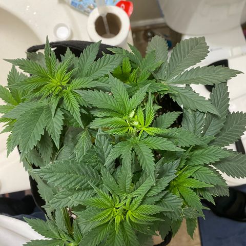 Lemon Haze growlog timeline photo