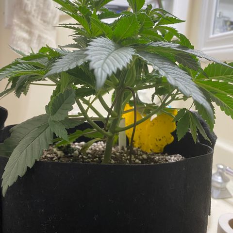 Lemon Haze growlog timeline photo