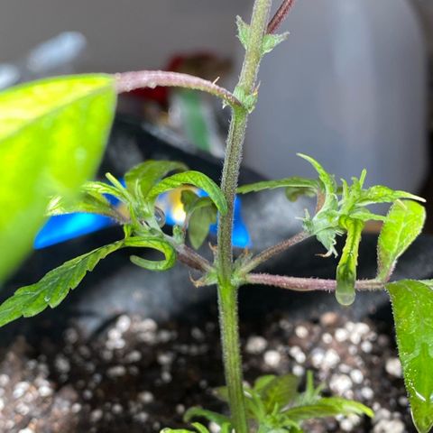 Pete’s Dragon growlog timeline photo