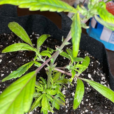 Pete’s Dragon growlog timeline photo