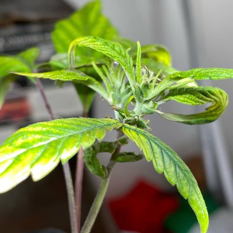 Pete’s Dragon growlog timeline photo