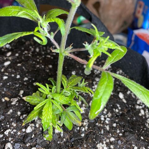 Pete’s Dragon growlog timeline photo