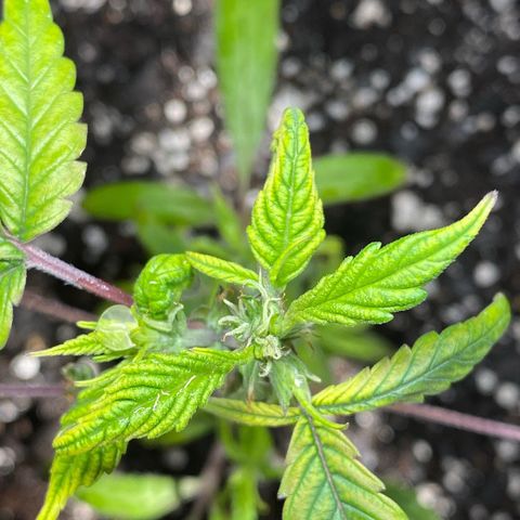 Pete’s Dragon growlog timeline photo