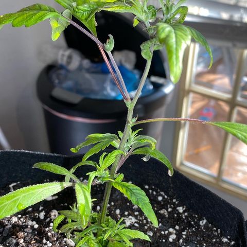 Pete’s Dragon growlog timeline photo
