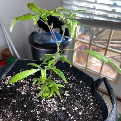 Pete’s Dragon growlog timeline photo