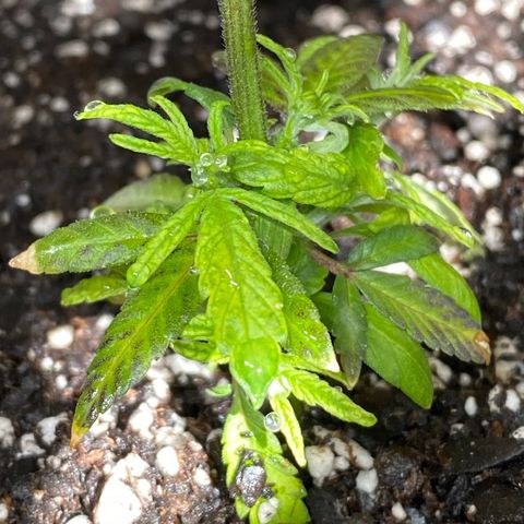 Pete’s Dragon growlog timeline photo