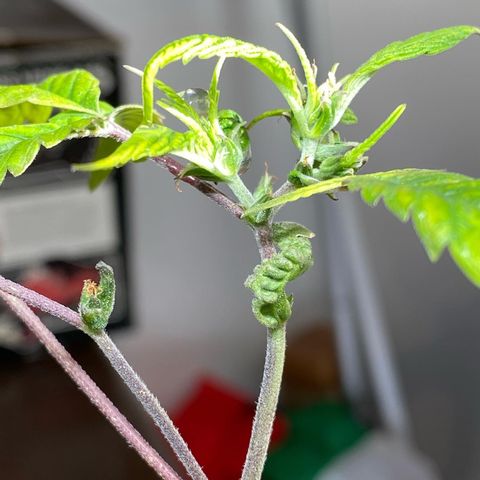 Pete’s Dragon growlog timeline photo