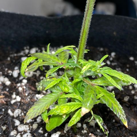 Pete’s Dragon growlog timeline photo