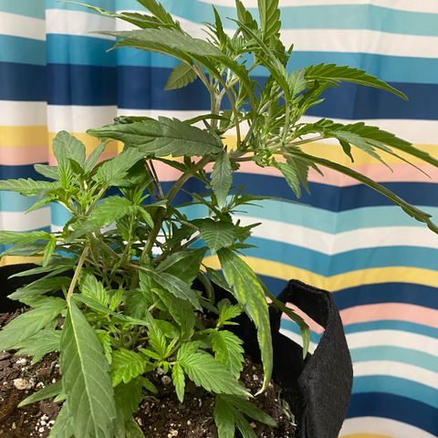 Pete’s Dragon growlog timeline photo