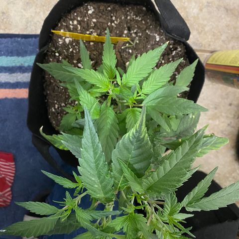 Pete’s Dragon growlog timeline photo