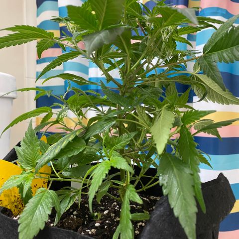 Pete’s Dragon growlog timeline photo