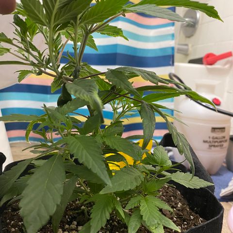 Pete’s Dragon growlog timeline photo