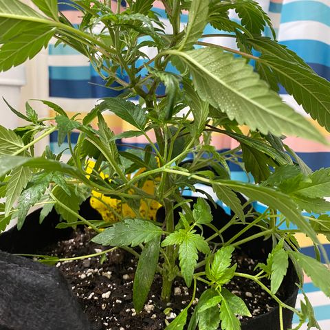 Pete’s Dragon growlog timeline photo