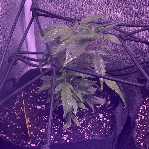 Pete’s Dragon growlog timeline photo