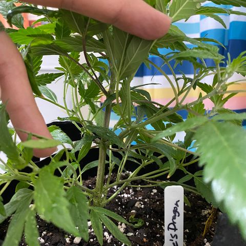 Pete’s Dragon growlog timeline photo