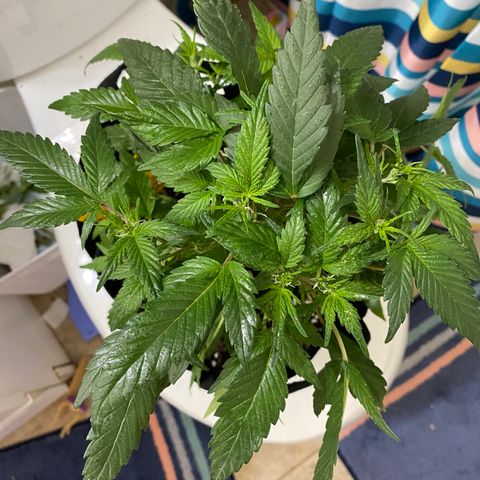 Pete’s Dragon growlog timeline photo