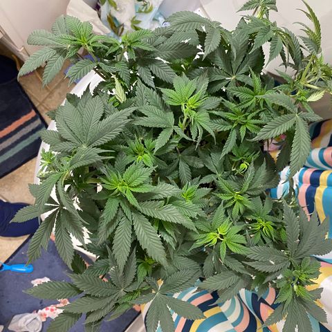 Lemon Haze growlog timeline photo