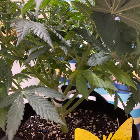 Lemon Haze growlog timeline photo