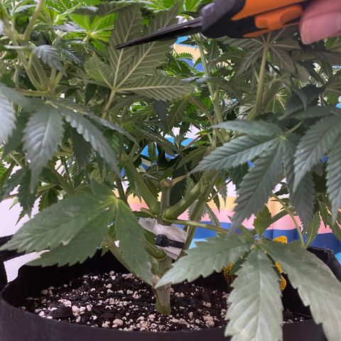 Lemon Haze growlog timeline photo