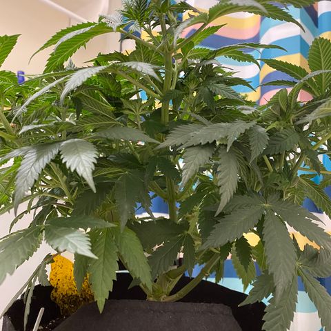 Lemon Haze growlog timeline photo