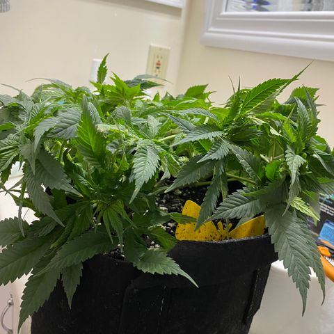 Platinum Kush Indica growlog timeline photo