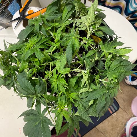 Platinum Kush Indica growlog timeline photo