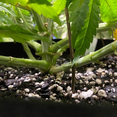 Platinum Kush Indica growlog timeline photo