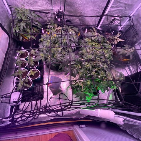 Pete’s Dragon growlog timeline photo