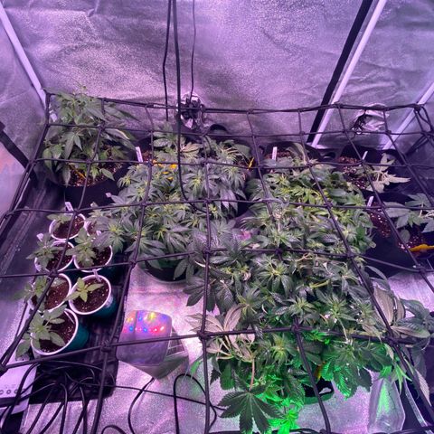 Pete’s Dragon growlog timeline photo