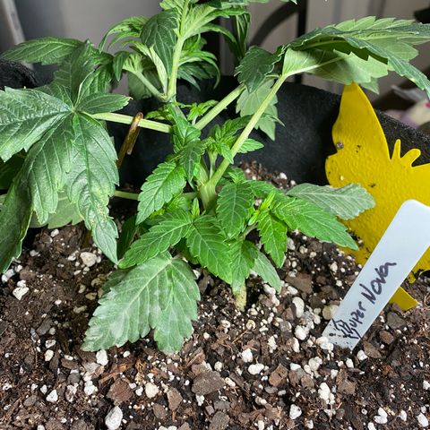 Pete’s Dragon growlog photo: Blu Flame , Supernova, Green Gummy Bear 