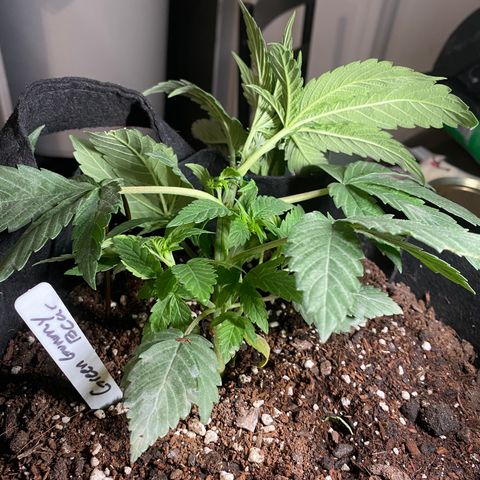 Pete’s Dragon growlog photo: Blu Flame , Supernova, Green Gummy Bear 