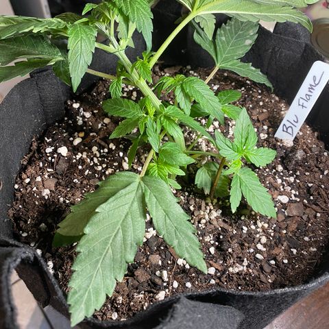 Pete’s Dragon growlog photo: Blu Flame , Supernova, Green Gummy Bear 