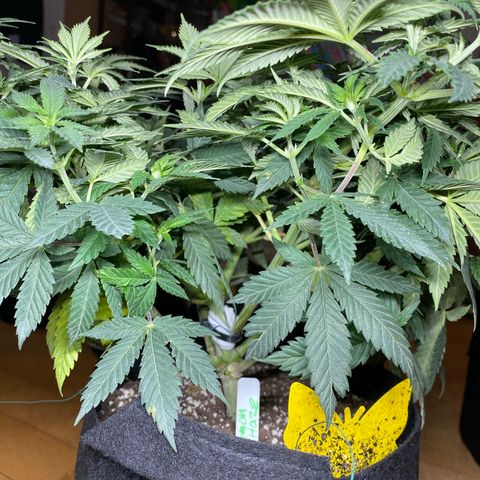 Lemon Haze growlog timeline photo