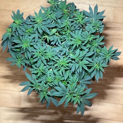 Lemon Haze growlog timeline photo