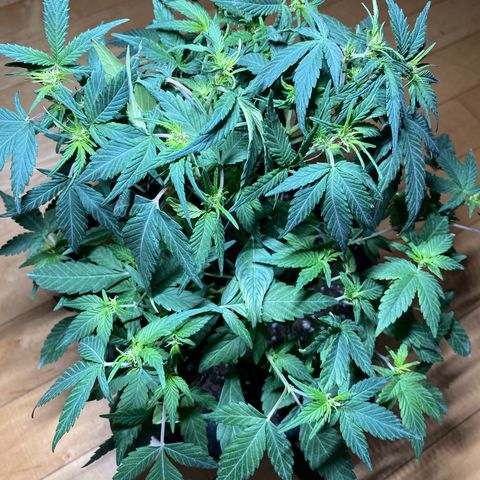 Pete’s Dragon growlog timeline photo