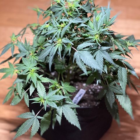 Pete’s Dragon growlog timeline photo