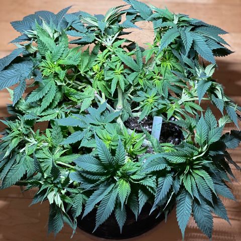 Platinum Kush Indica growlog timeline photo