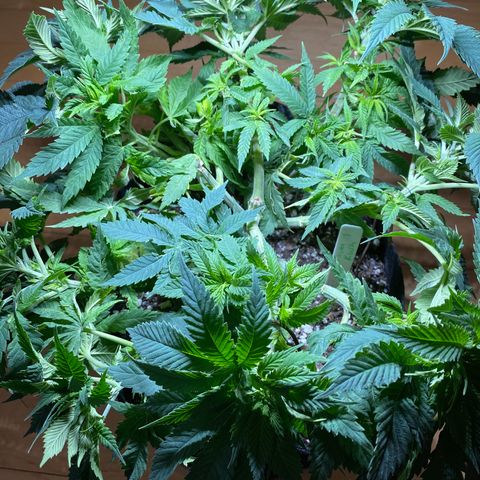 Platinum Kush Indica growlog timeline photo