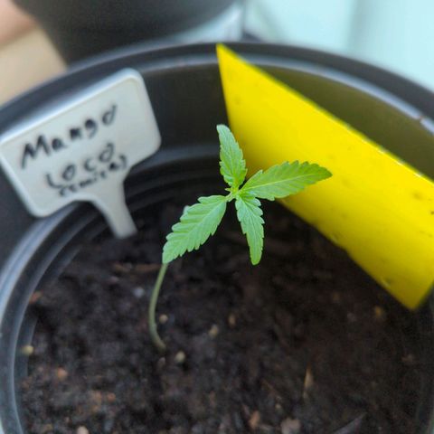 Mango Smile growlog timeline photo
