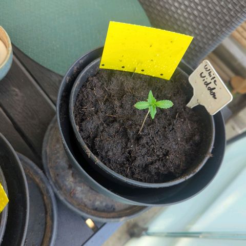 White Widow growlog timeline photo