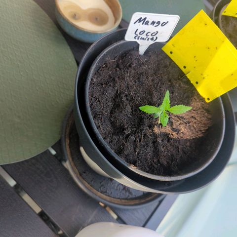Mango Smile growlog timeline photo