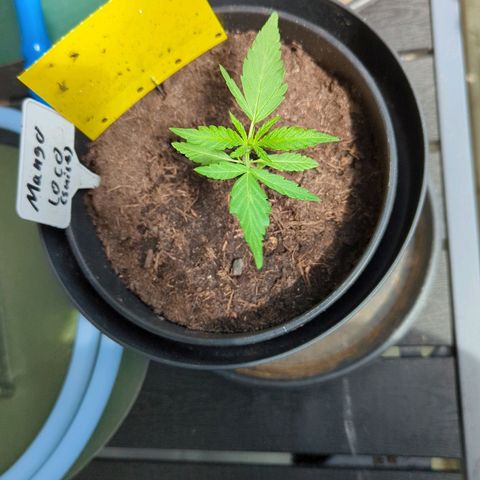 Mango Smile growlog timeline photo
