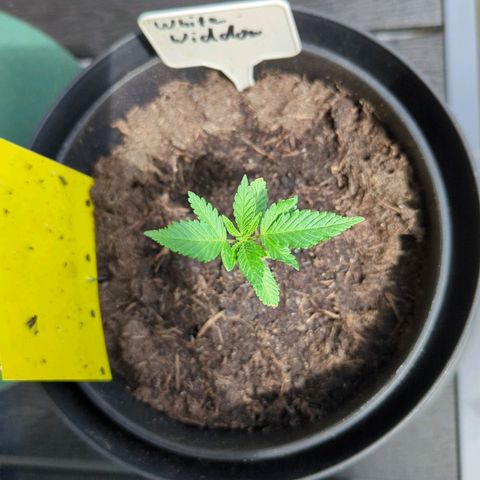 White Widow growlog timeline photo