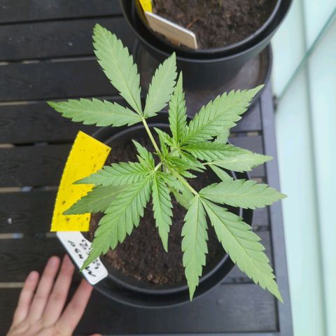 Mango Smile growlog timeline photo