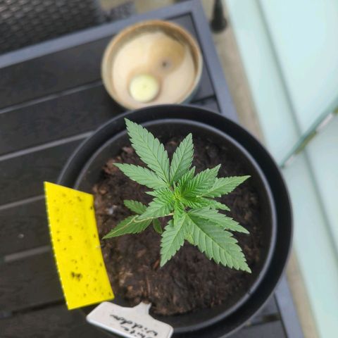 White Widow growlog timeline photo
